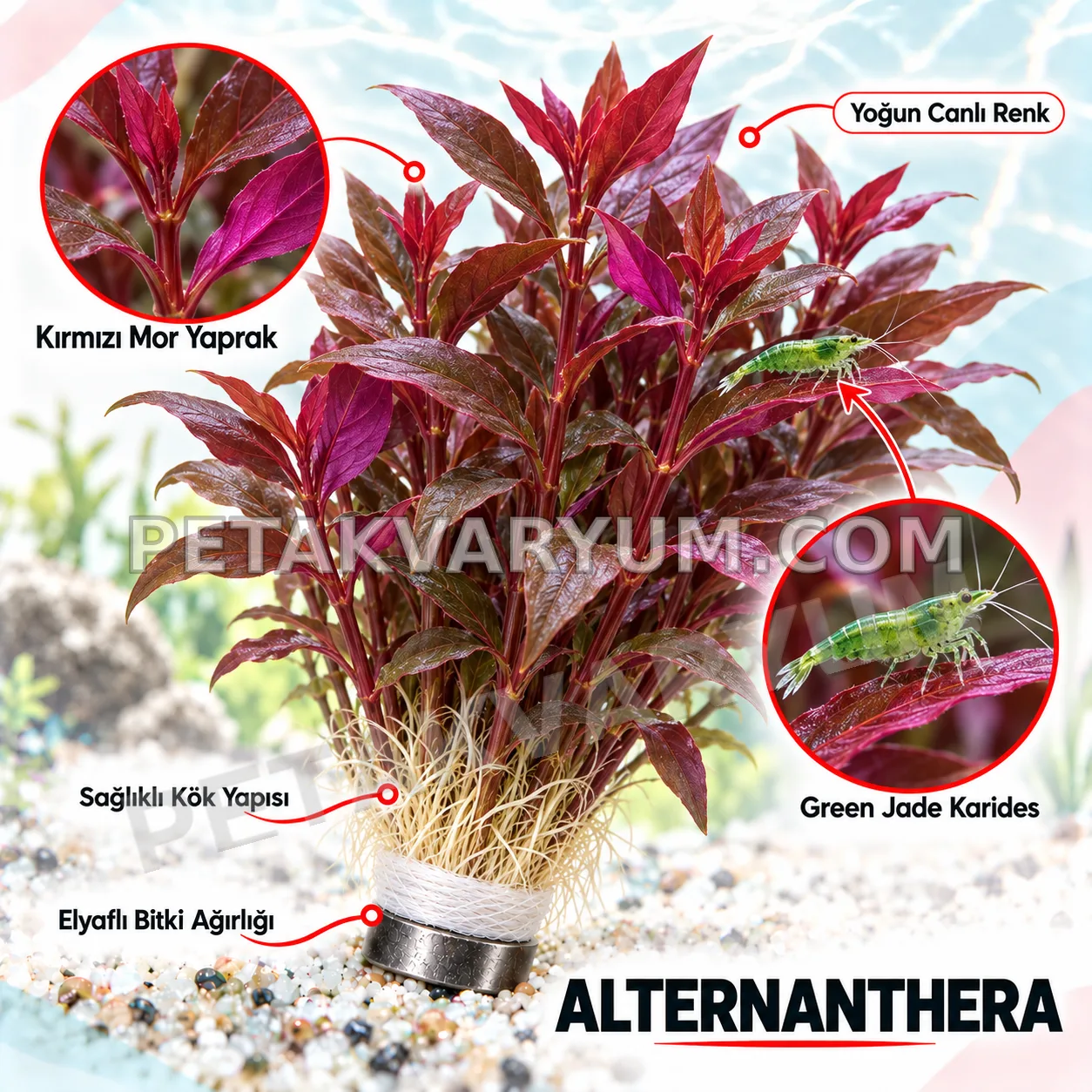 Alternanthera Sessilis Red – 5 Dal