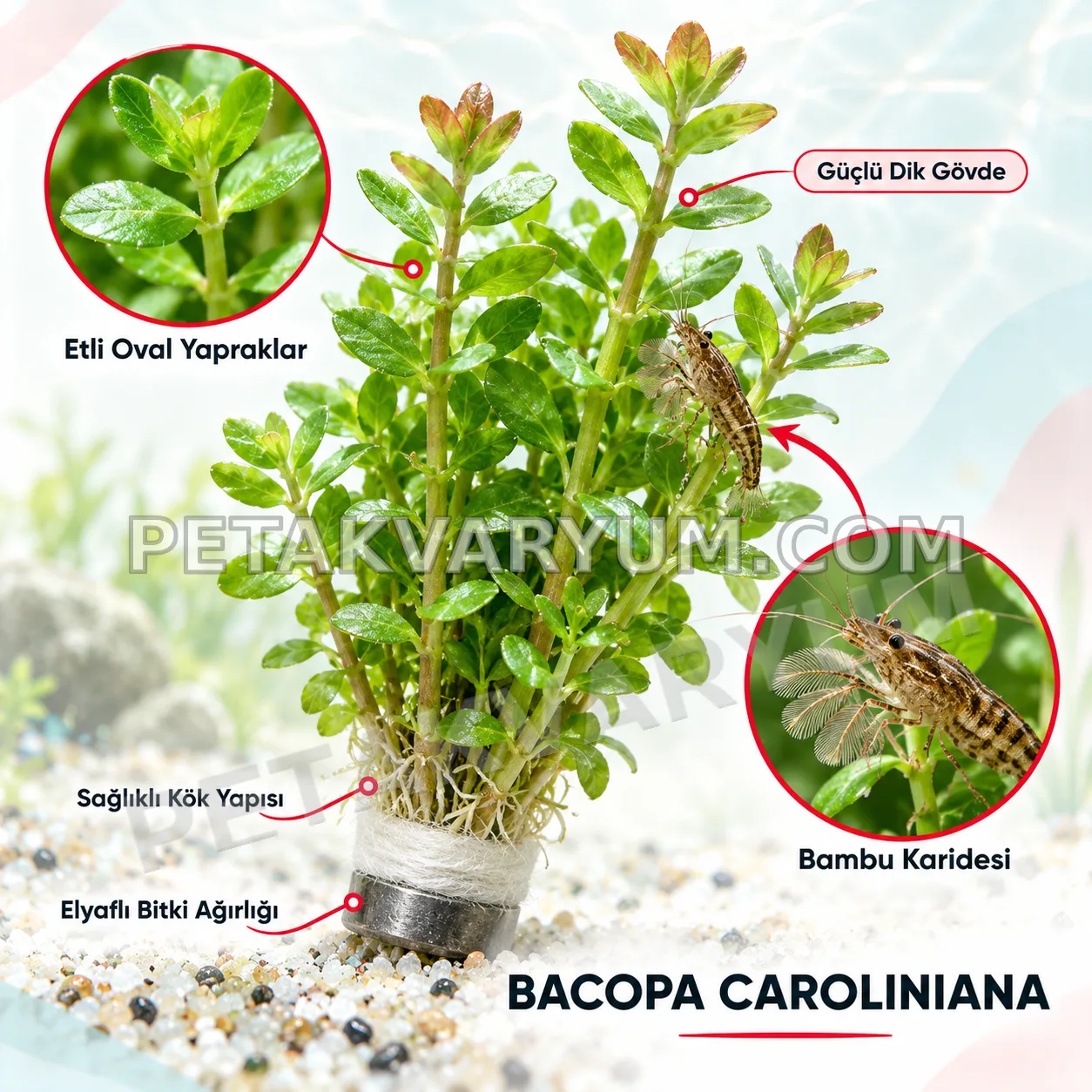 Bacopa Caroliniana 5 Dal Canlı Akvaryum Bitkisi
