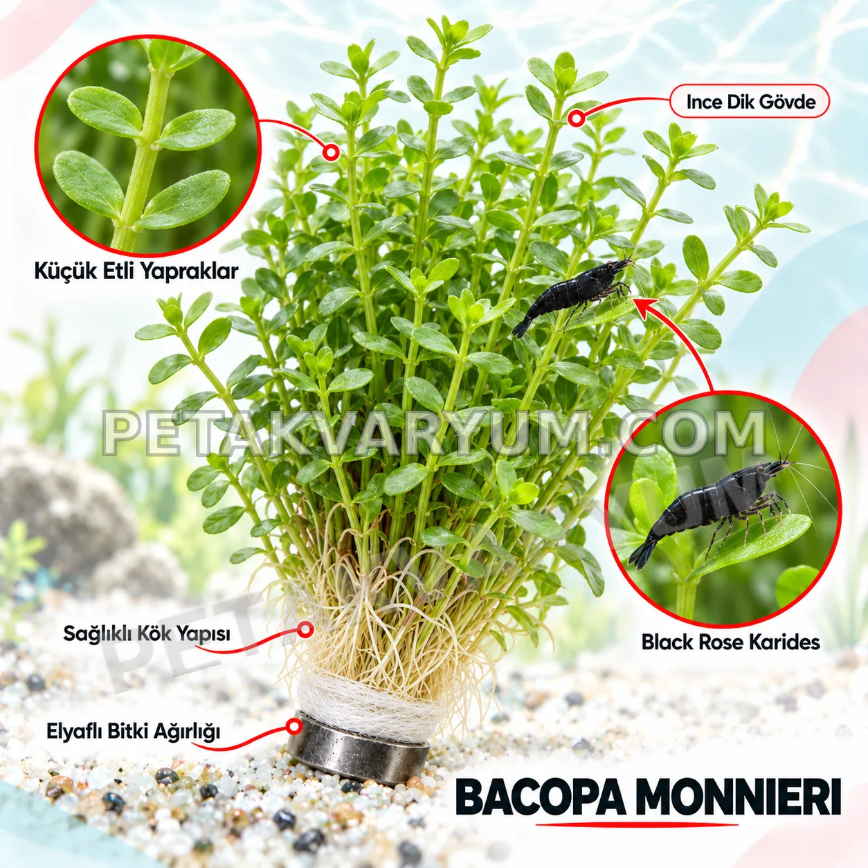 Bacopa Monnieri – 5 Dal Canlı Akvaryum Bitkisi
