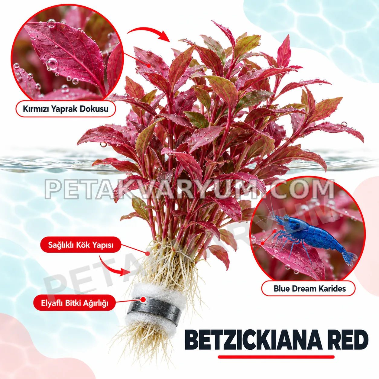 Betzickiana Red – 5 Dal Canlı Akvaryum Bitkisi