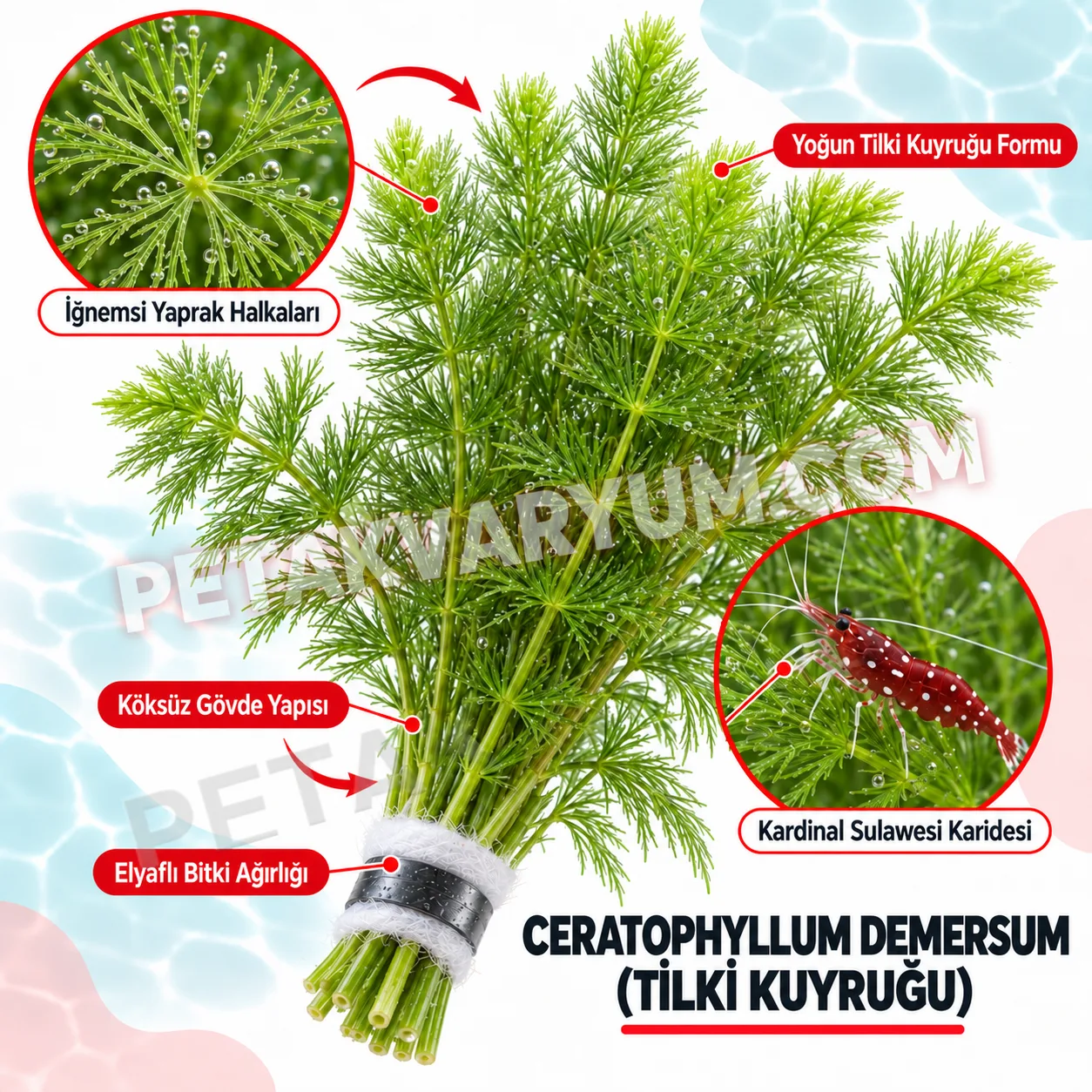 Ceratophyllum Demersum (Tilki Kuyruğu) – 5 Dal Canlı Akvaryum Bitkisi