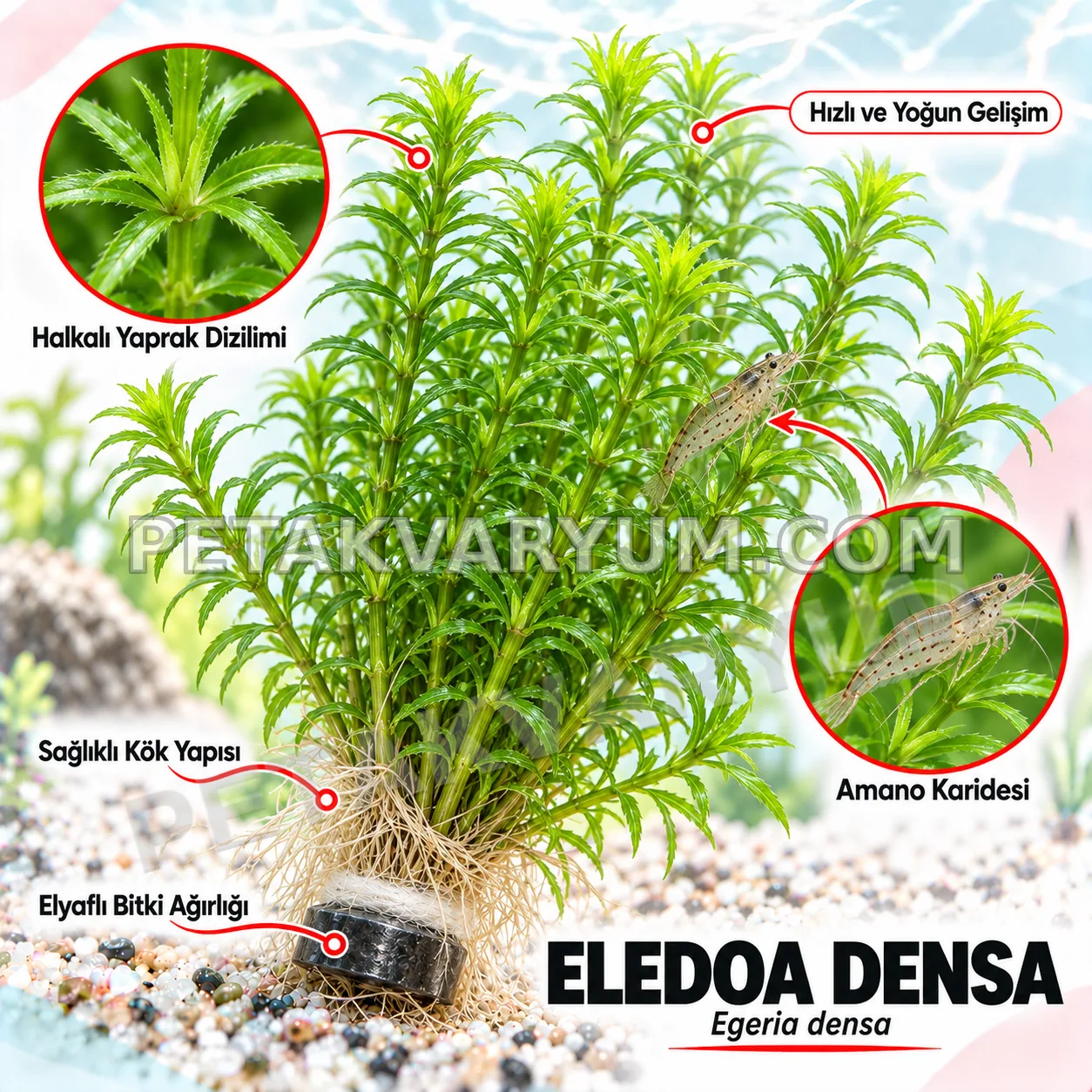 Eledoa Densa – 5 Dal Canlı Akvaryum Bitkisi